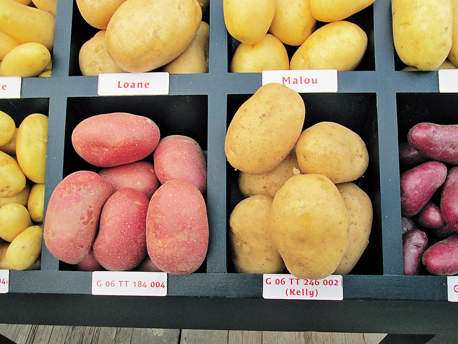 Сортова бельгійська картопля. Фото надане автором